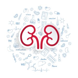Icons For Medical Specialties. Nephrology And Kidneys Concept. Vector Illustration With Hand Drawn Medicine Doodle.